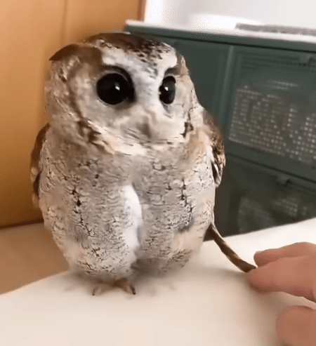 フクロウさんの体から、ぴょこっと飛び出しているのは？