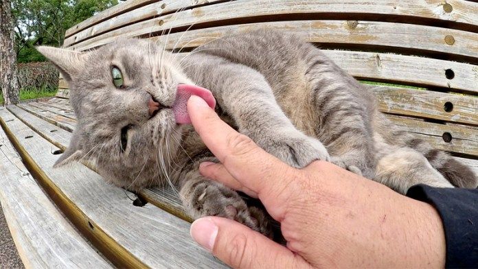 手を舐める猫