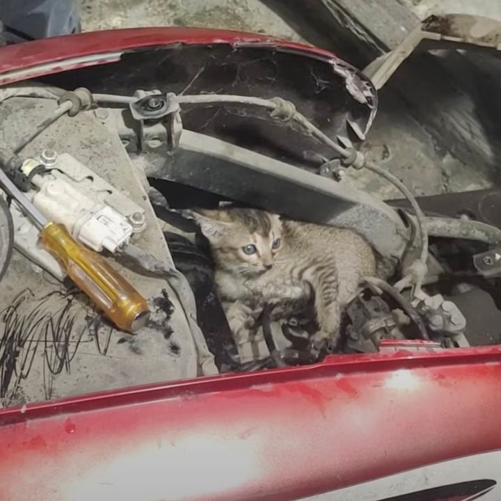 走行中のバイクの中から聞こえた鳴き声、開けるとそこにはキジトラ子猫が