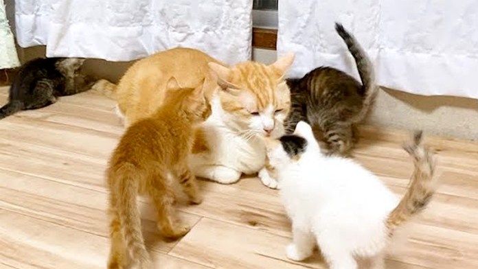 子猫達に囲まれる先住猫