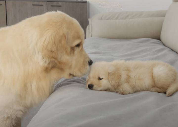 寝ている子猫を見つけた犬さん、どんな行動に出るのか見ていたら可愛すぎる行動に！