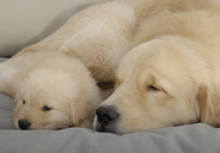 寝ている子猫を見つけた犬さん、どんな行動に出るのか見ていたら可愛すぎる行動に！