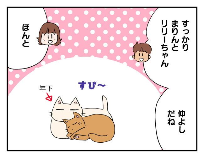 飼えなくなった猫を押し付けるママ友