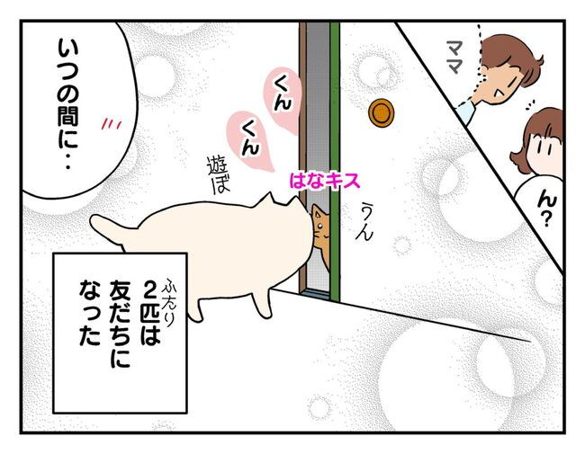 飼えなくなった猫を押し付けるママ友