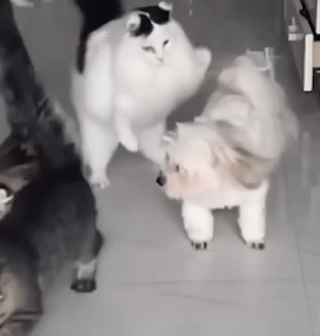 そんな理不尽な！ 猫のゴハン争奪戦に、犬さんが巻き込まれてしまった。