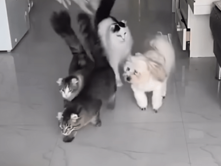 そんな理不尽な！ 猫のゴハン争奪戦に、犬さんが巻き込まれてしまった。