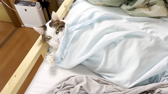 シーツ取り換えでどいてくれない猫