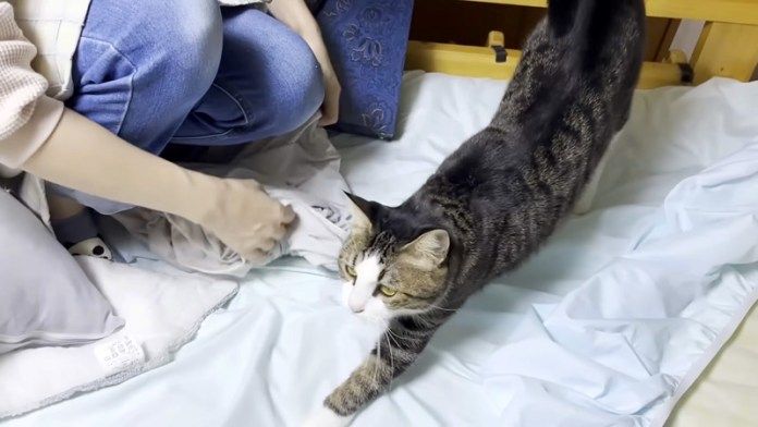 シーツ取り換えでどいてくれる猫