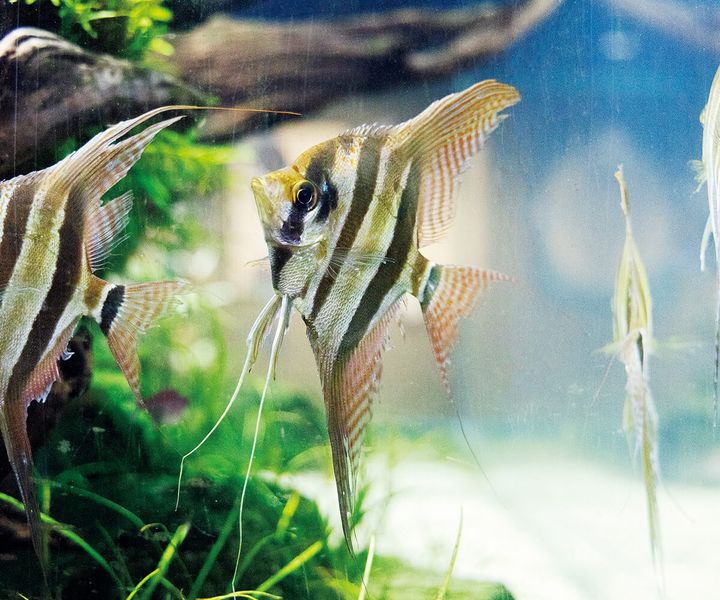 アルタムエンゼル