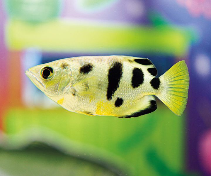 テッポウウオ