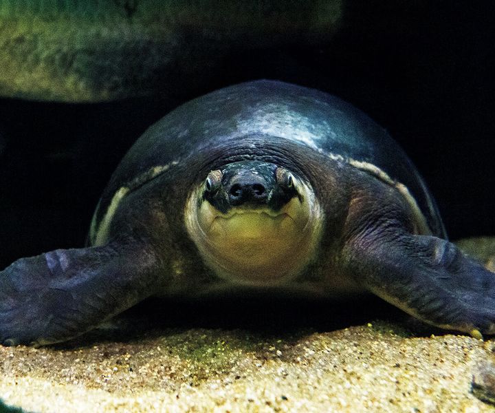 スッポンモド