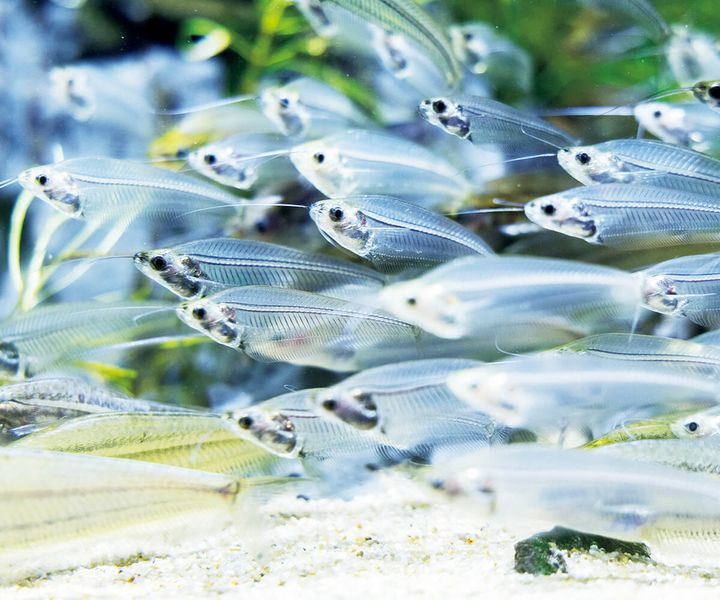 トランスルーセントグラスキャット