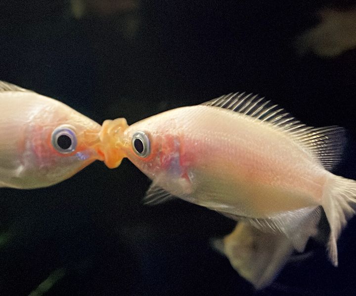 キッシンググラミー