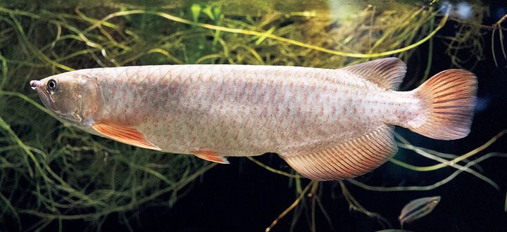 スポッテッドバラムンディ