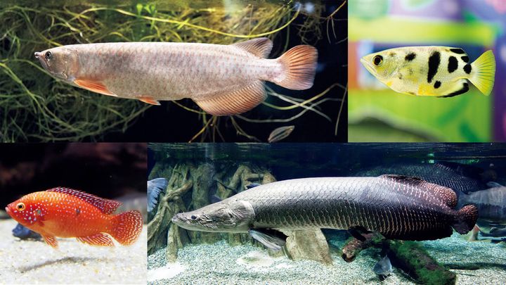 スポッテッドバラムンディ、テッポウウオ、レッドジュエルフィッシュ、ピラルクー