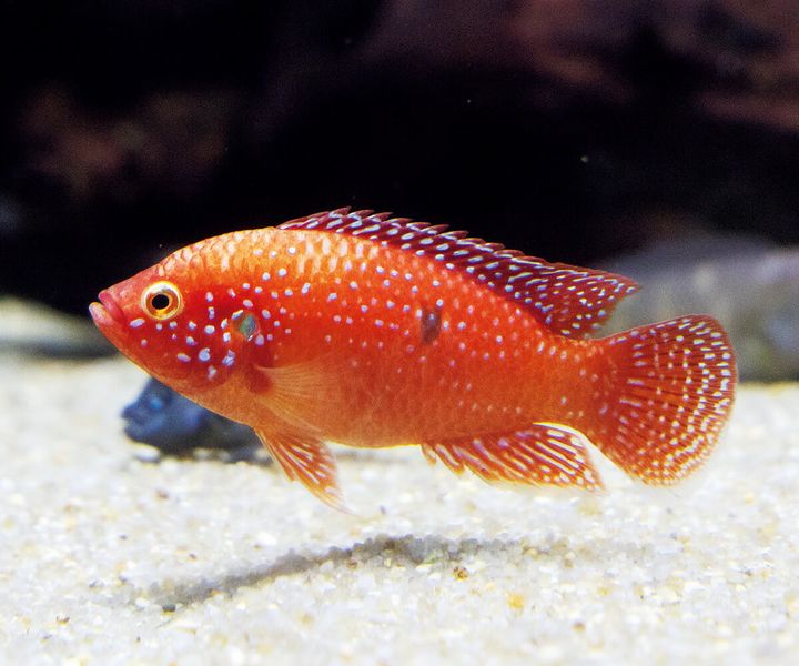 レッドジュエルフィッシュ