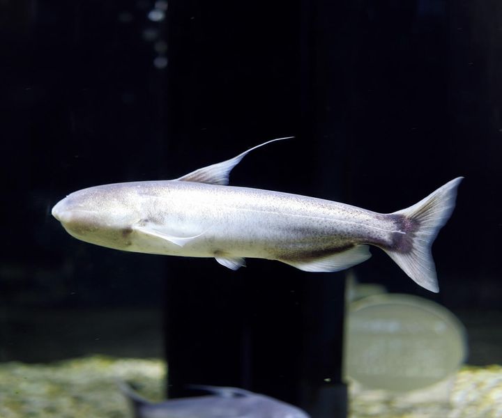 ブルーカンディル