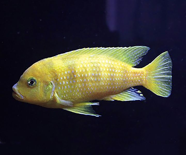 ゴールデンゼブラシクリッド