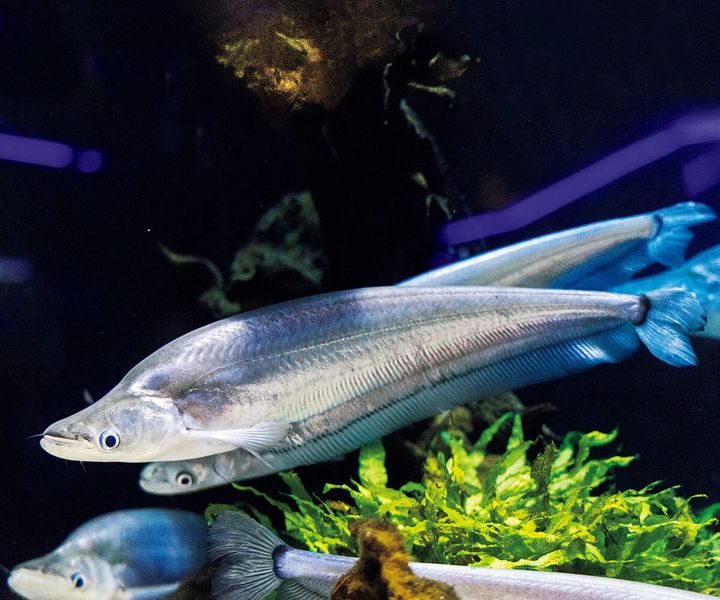 コモンシートフィッシュ