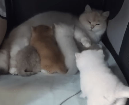 ミルクの時間に遅刻した子猫、もう席がいっぱいで困ったことに。