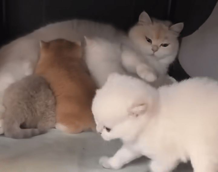 ミルクの時間に遅刻した子猫、もう席がいっぱいで困ったことに。