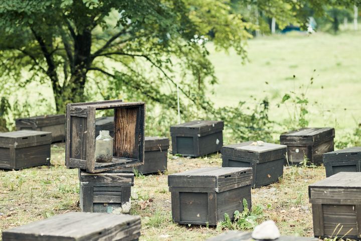 大自然が私を解きほぐす 週末デトックスジャーナル