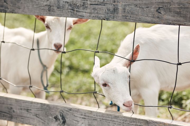 大自然が私を解きほぐす 週末デトックスジャーナル
