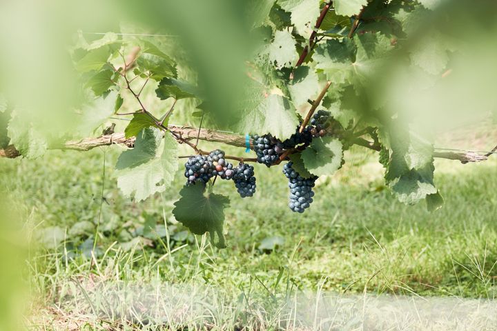 大自然が私を解きほぐす 週末デトックスジャーナル