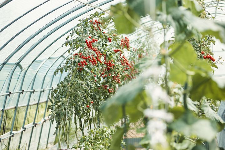 大自然が私を解きほぐす 週末デトックスジャーナル