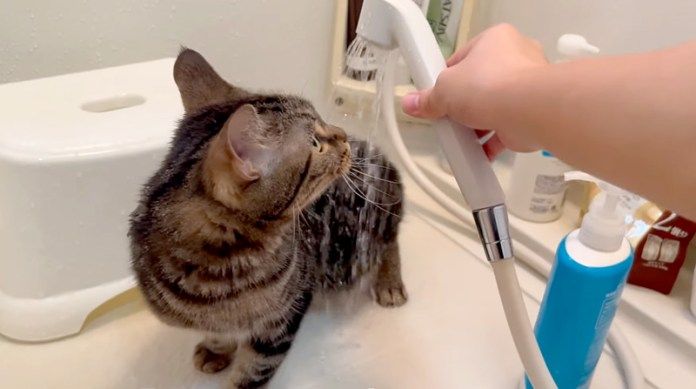 シャワーを浴びる猫