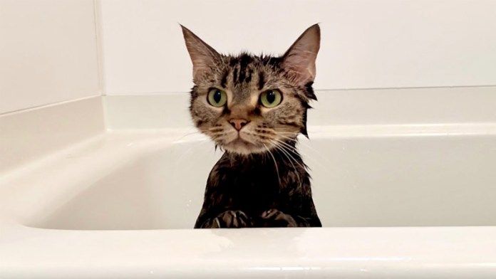 お風呂に入る猫