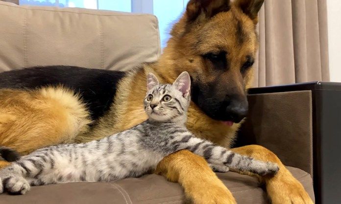 仲良くなった子猫と犬