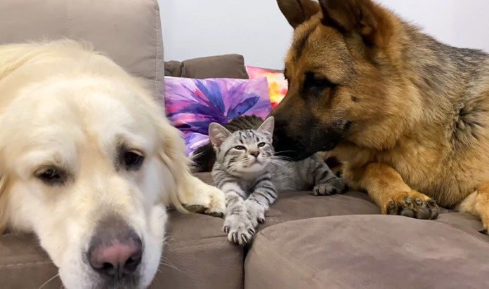 子猫と犬達