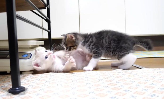 子猫達のプロレスごっこ