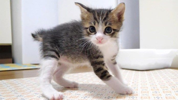 やんのかステップを披露する子猫