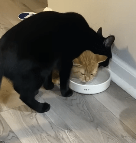 1つのお皿から水を飲みたい猫さんたち。 それって飲みづらくないの？