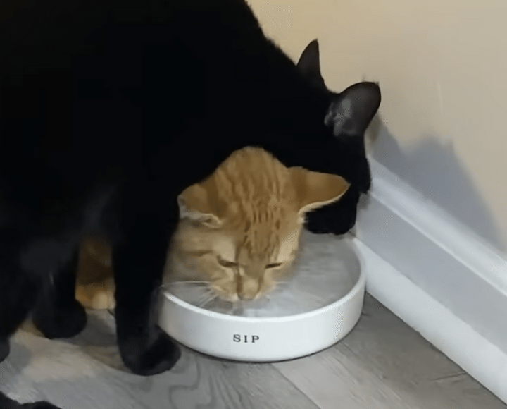 1つのお皿から水を飲みたい猫さんたち。 それって飲みづらくないの？