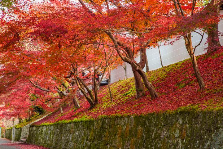 【京都・一乗寺の紅葉さんぽ】洛北の名庭をめぐって、心に染み入るしっとり静かな秋を♪