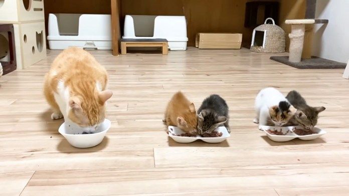 ご飯を食べる子猫達