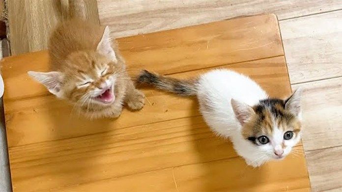 訴えかけてくる子猫達