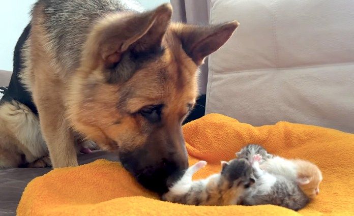 子猫達が気になるシェパード