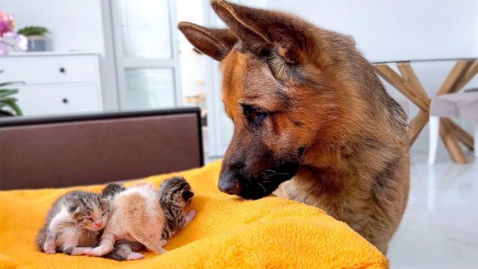 子猫達が気になるシェパード