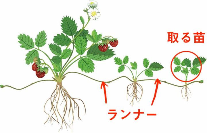 イチゴの増やし方