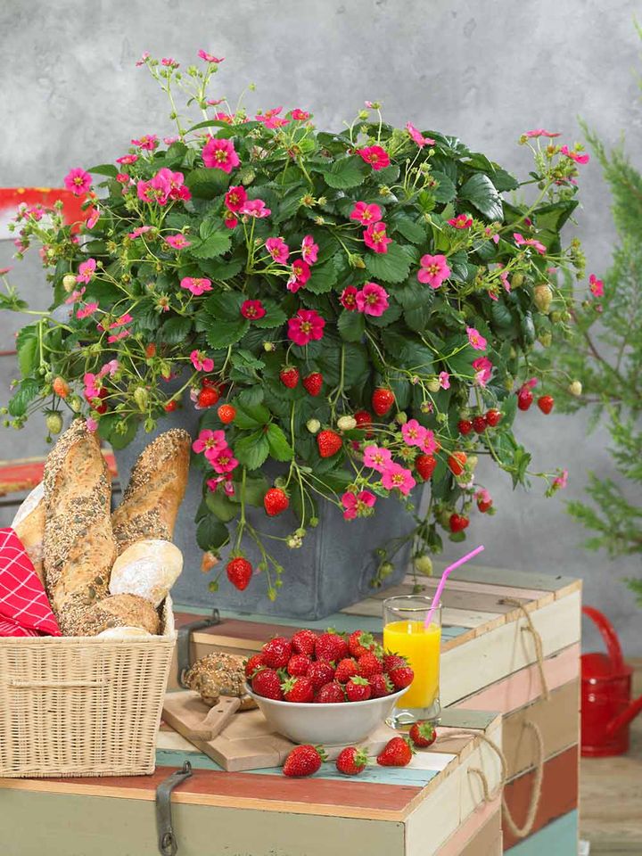 四季なりイチゴ‘トスカーナ’