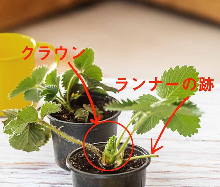 イチゴの育て方