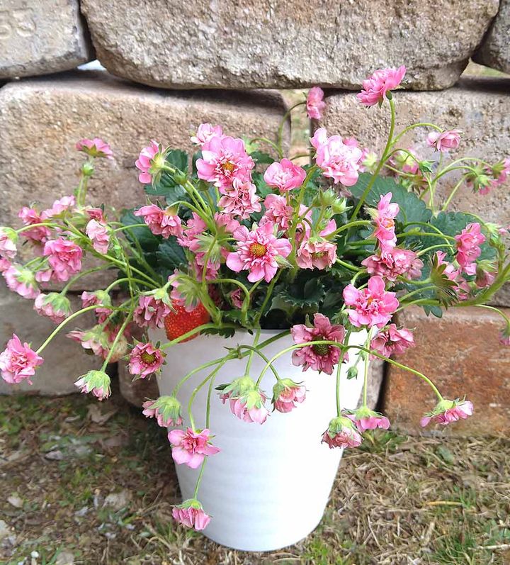 一季なりイチゴ‘キューピットドロップ’