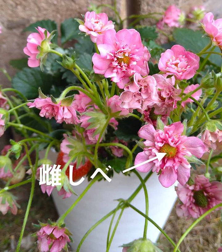 一季なりイチゴ‘キューピットドロップ’