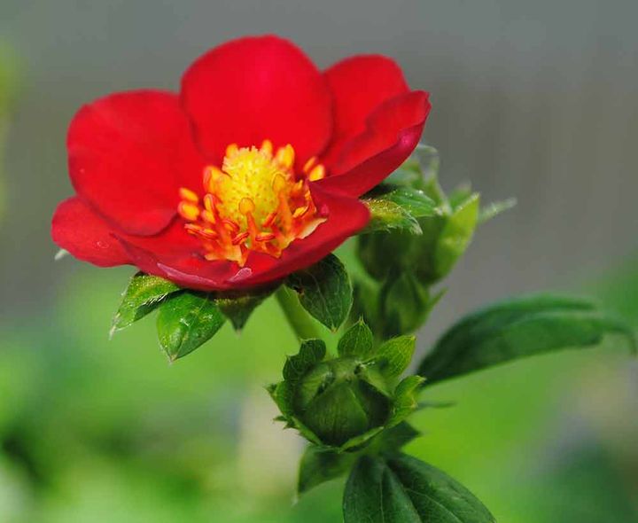 四季なりイチゴ‘ルビーアン’