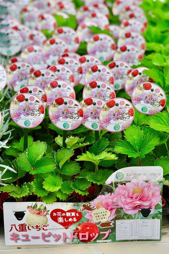 一季なりイチゴの新品種‘キューピットドロップ’