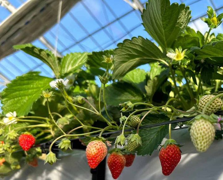 一季なりイチゴ‘ベリーポップあまいろは’